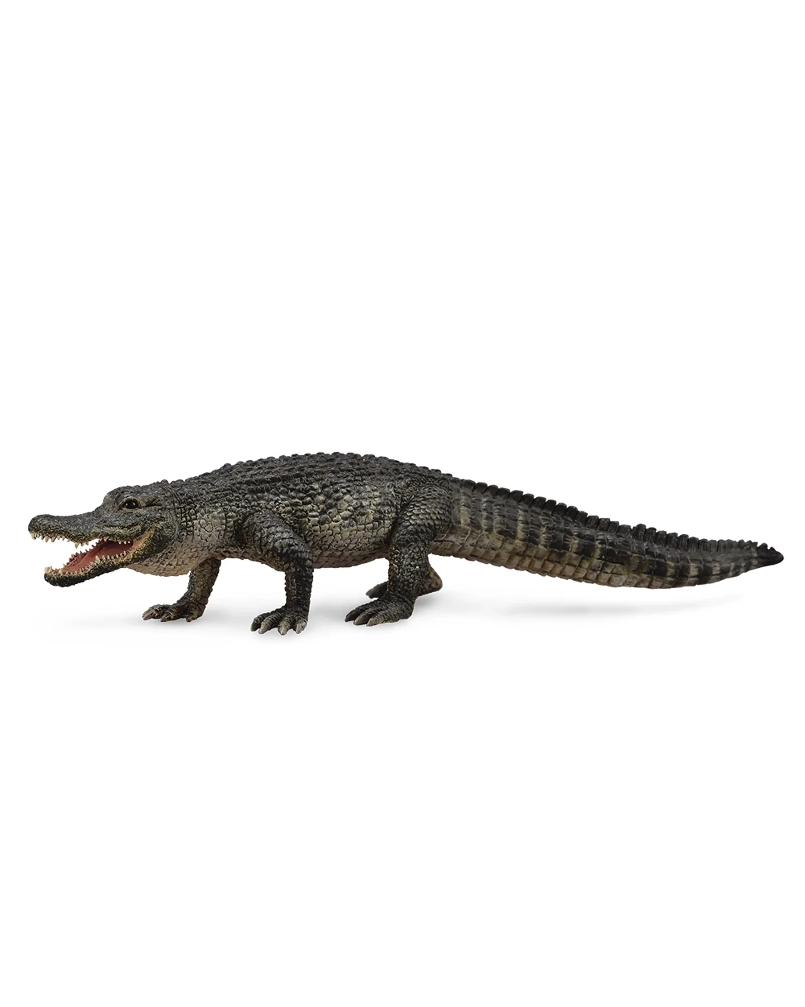 American Alligator