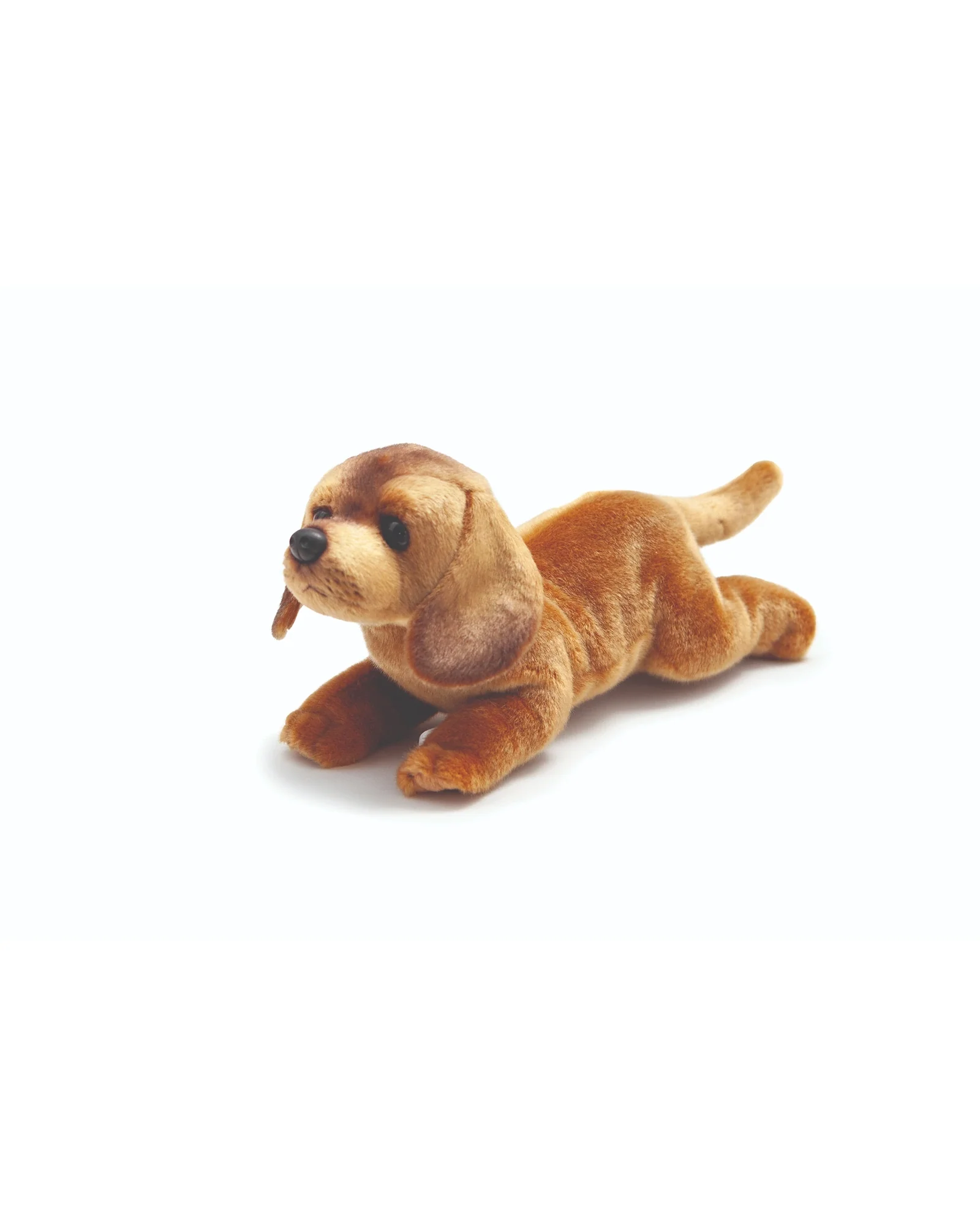 Daisy Dachshund