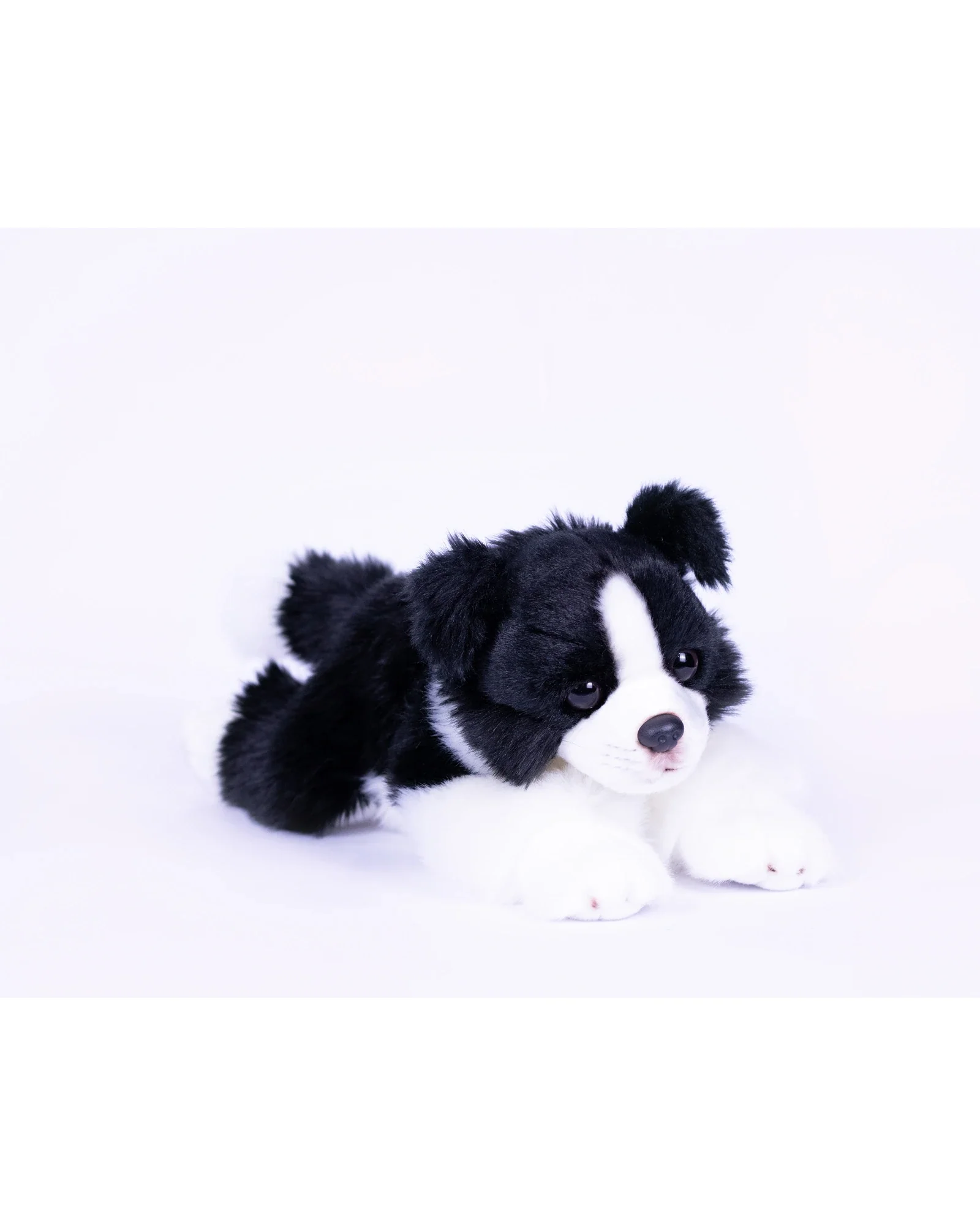 Jasper Border Collie
