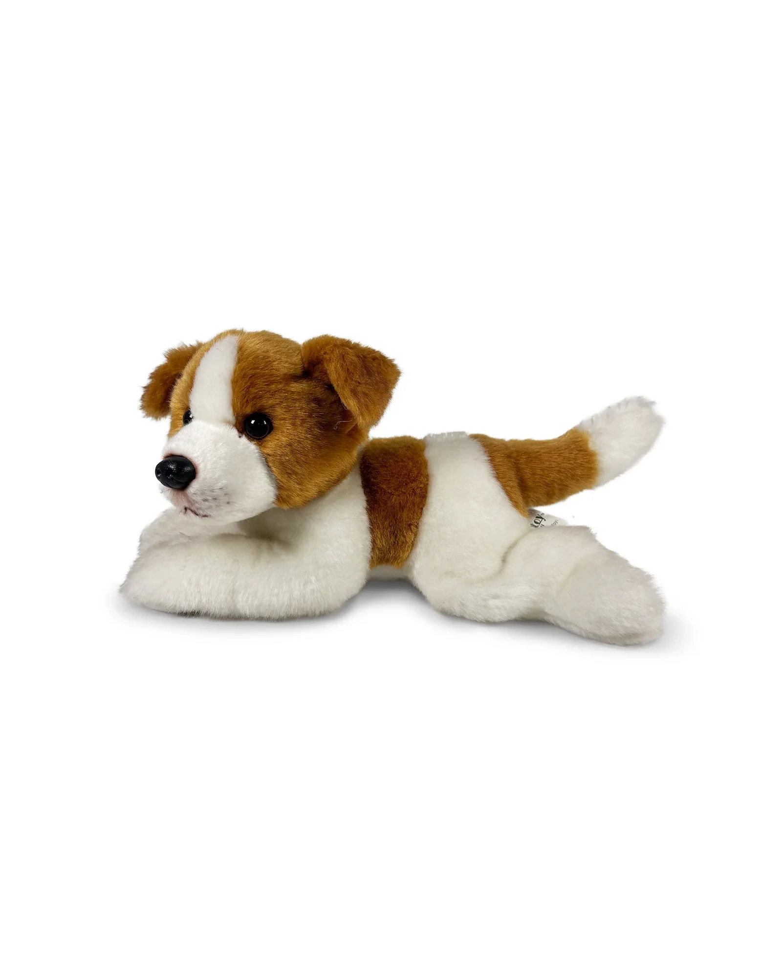 Jessie Jack Russel - Image 2