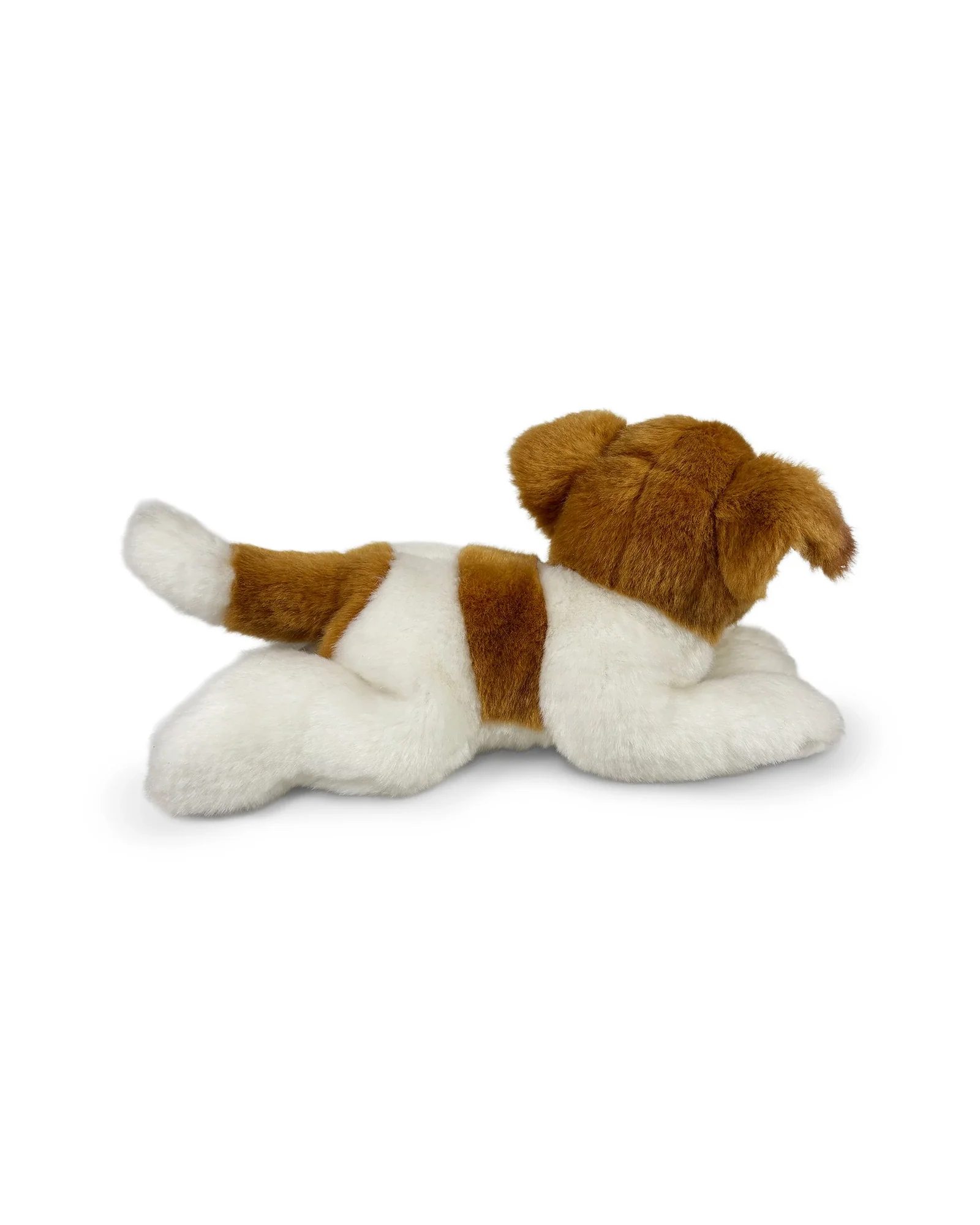 Jessie Jack Russel - Image 3
