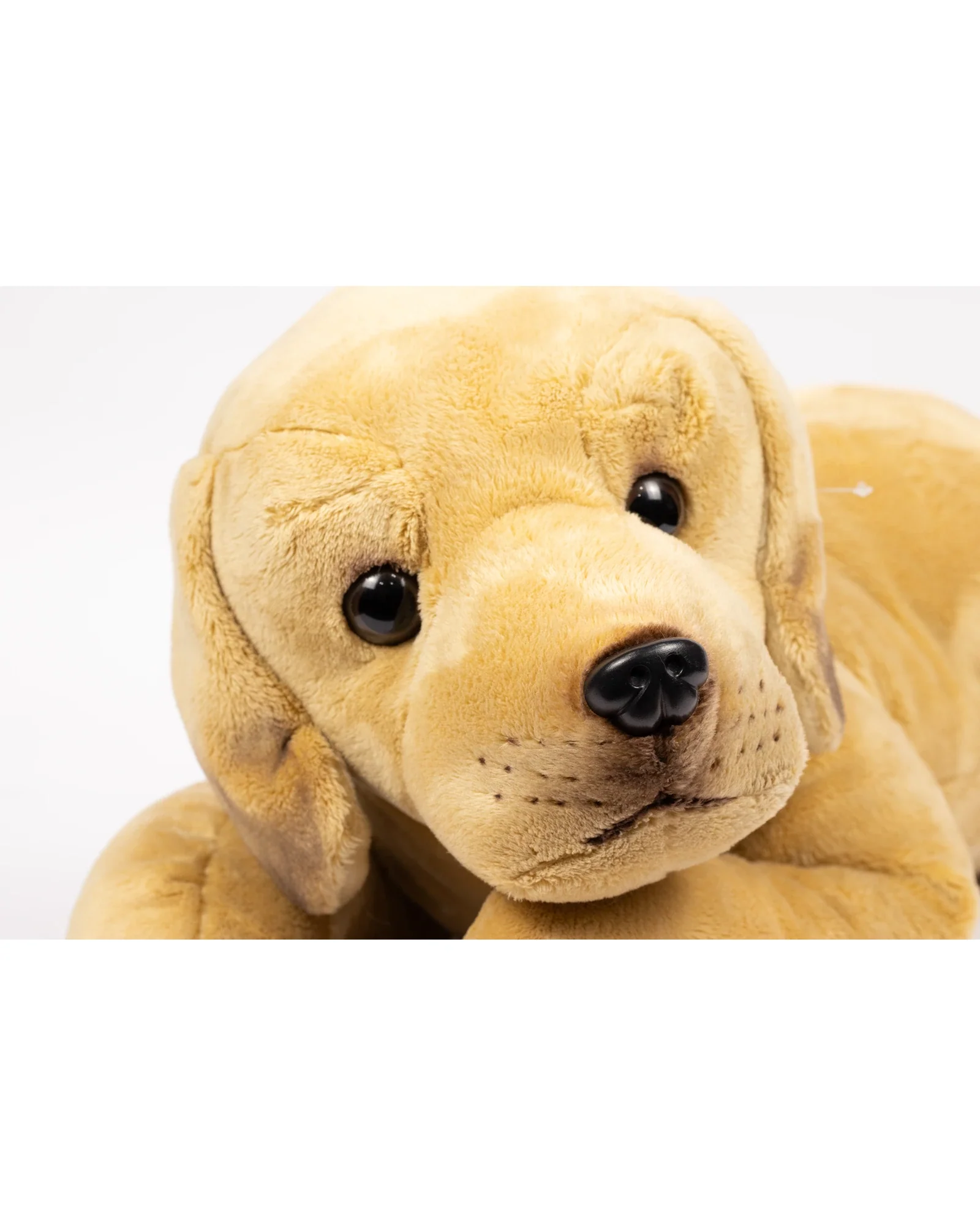 Myles The Labrador - Image 3