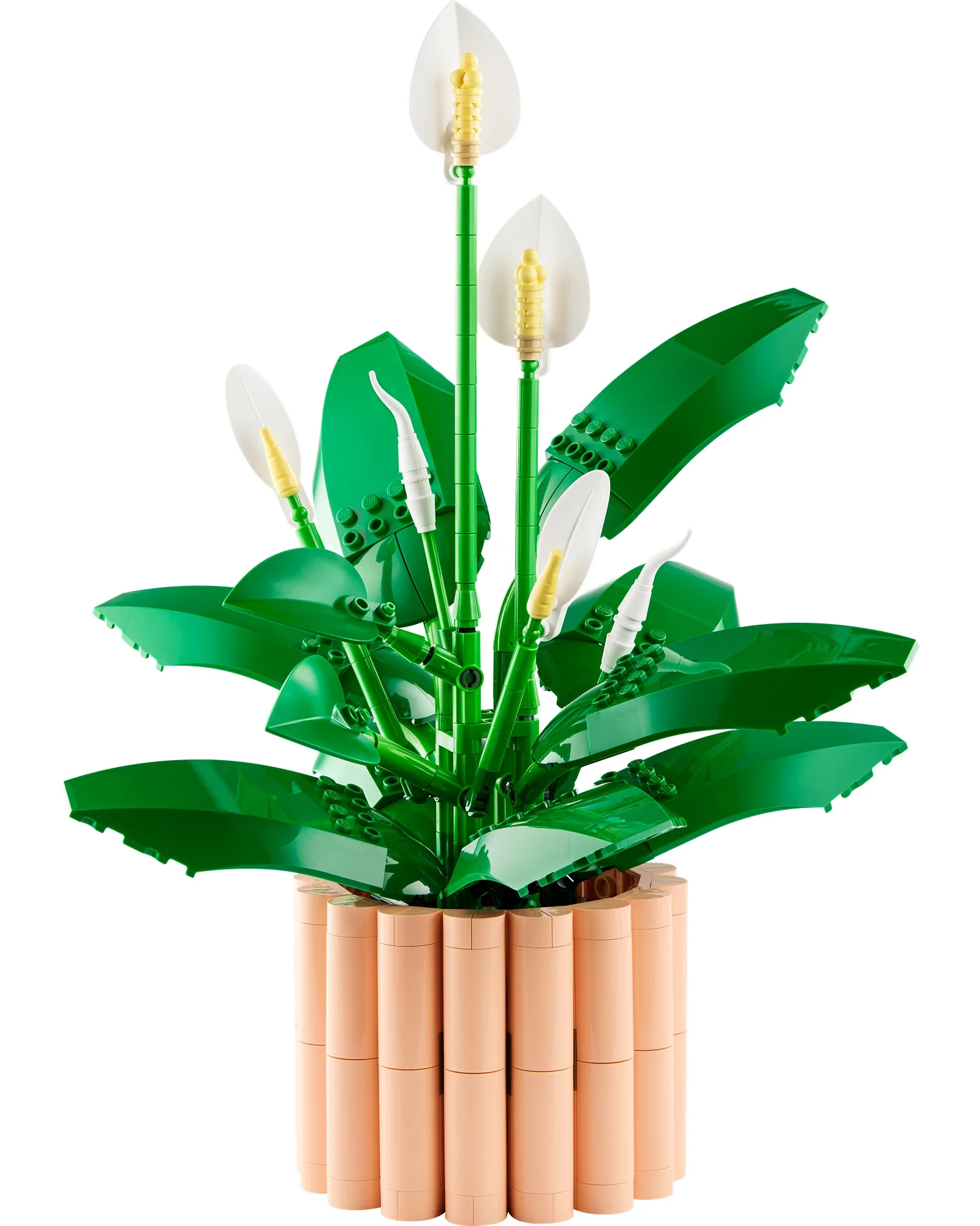 11504 Peace Lily - Image 5