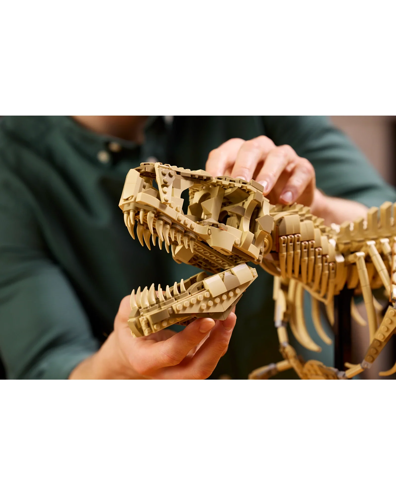 76968 Dinosaur Fossils: Tyrannosaurus rex - Image 4