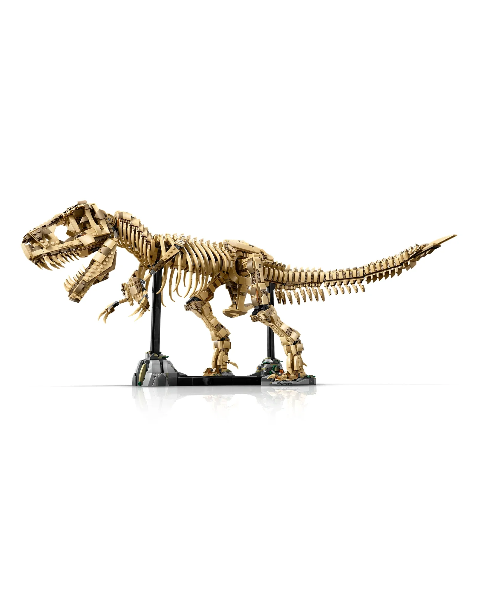 76968 Dinosaur Fossils: Tyrannosaurus rex - Image 6