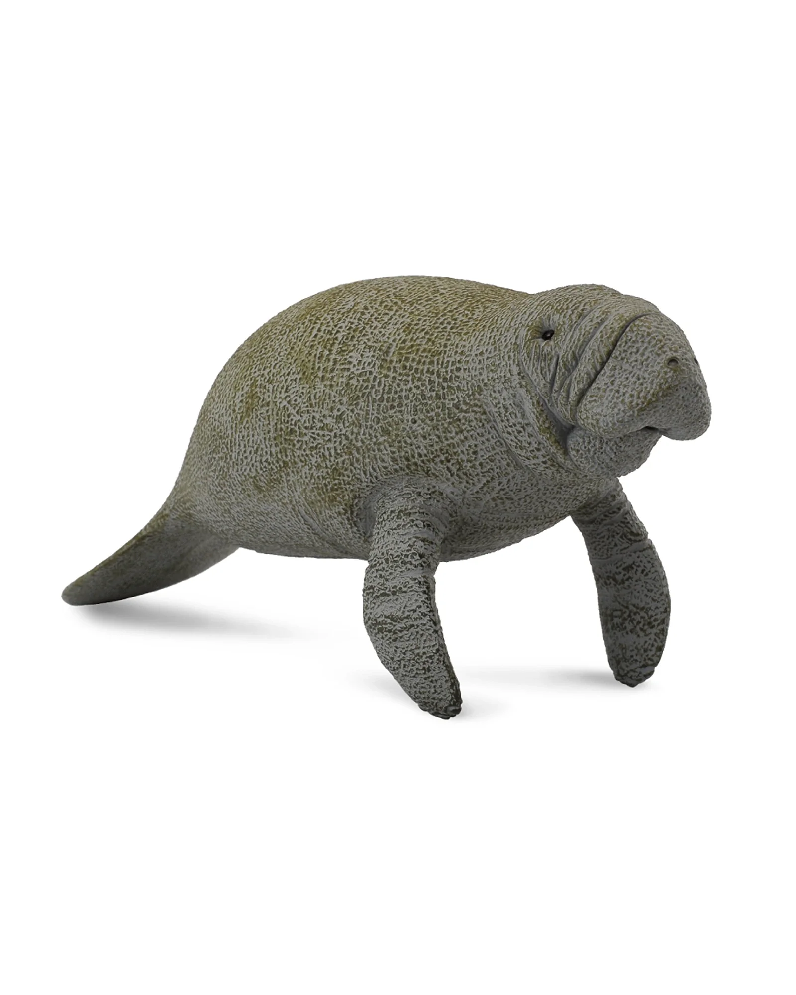 Manatee