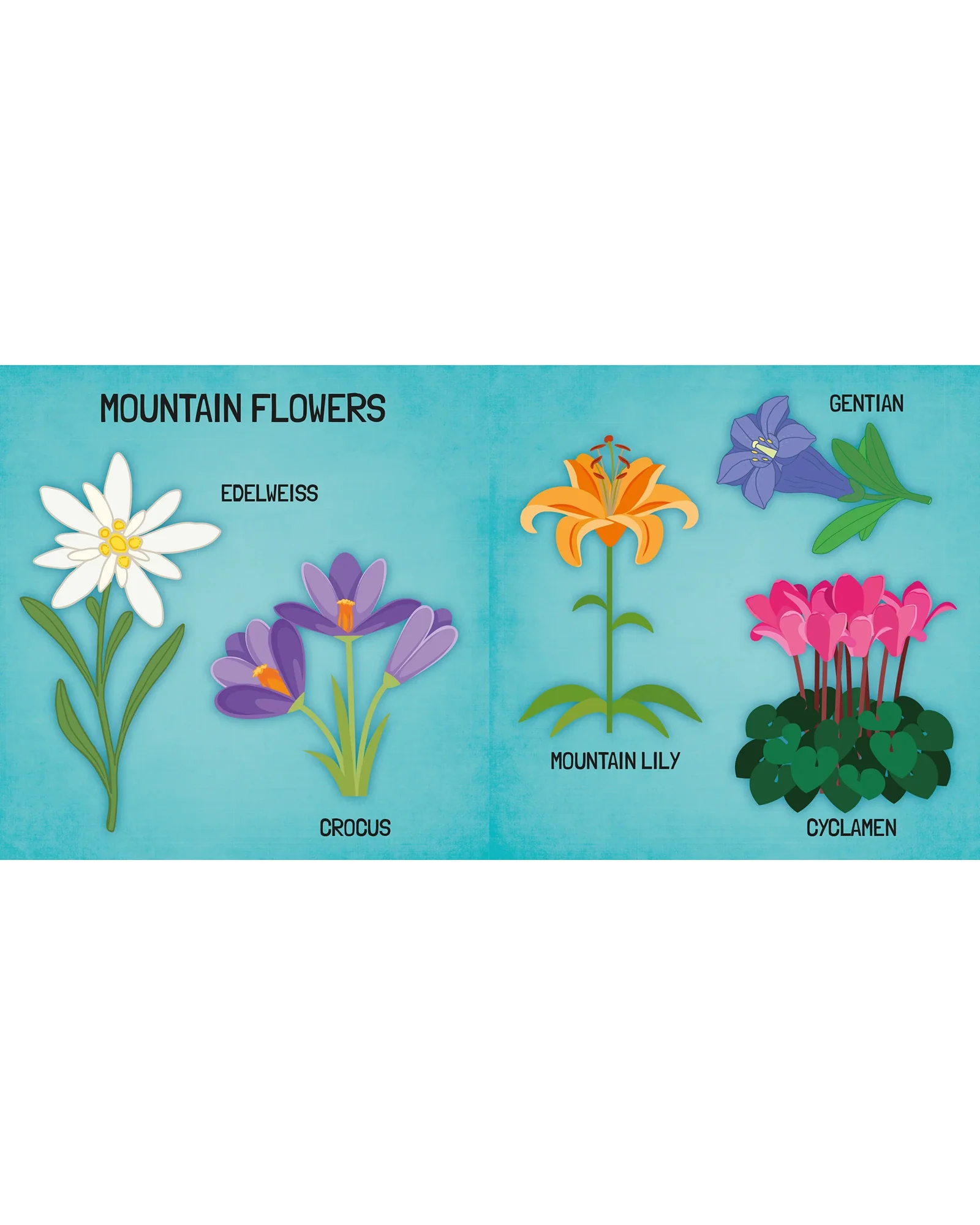 Sassi Learn all about The Flowers 3D Puzzle and Book Set 40 Pieces - Image 6