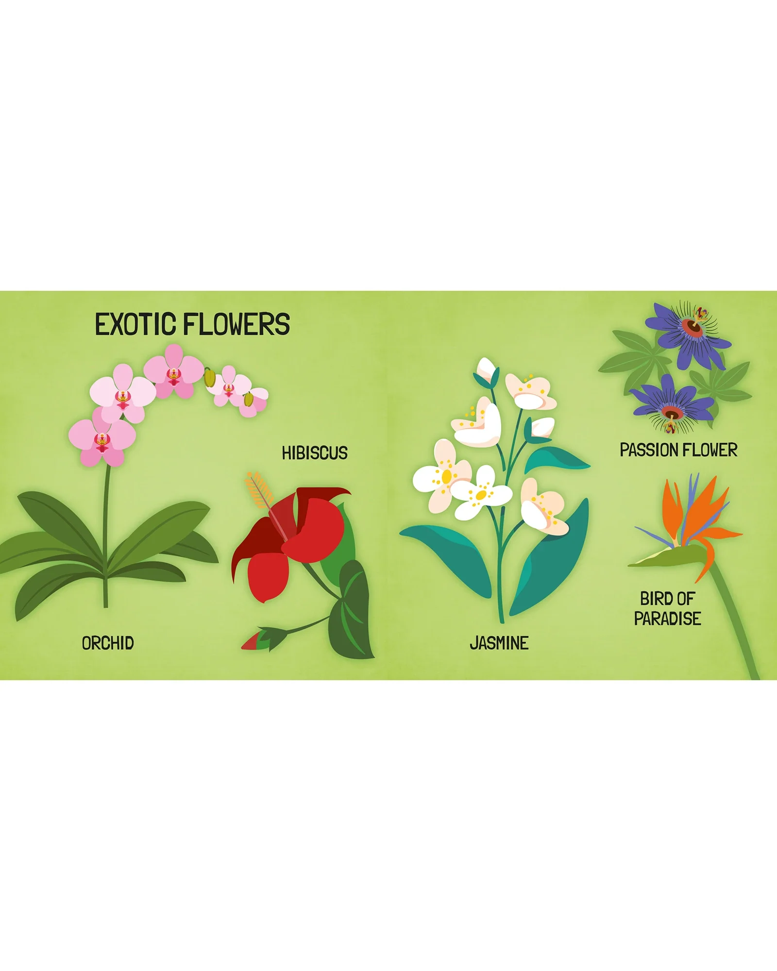Sassi Learn all about The Flowers 3D Puzzle and Book Set 40 Pieces - Image 7