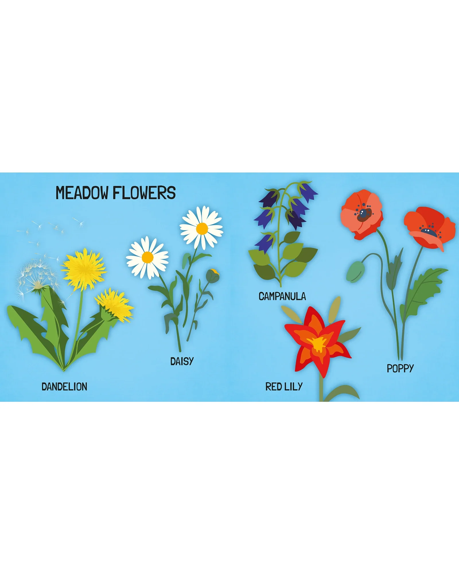 Sassi Learn all about The Flowers 3D Puzzle and Book Set 40 Pieces - Image 8